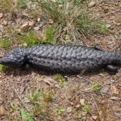 Tiliqua rugosa at Bungendore, NSW - 16 Oct 2022