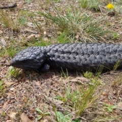 Tiliqua rugosa at Bungendore, NSW - 16 Oct 2022