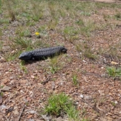 Tiliqua rugosa at Bungendore, NSW - 16 Oct 2022