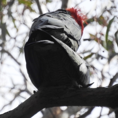 Callocephalon fimbriatum (Gang-gang Cockatoo) at Acton, ACT - 11 Oct 2022 by HelenCross