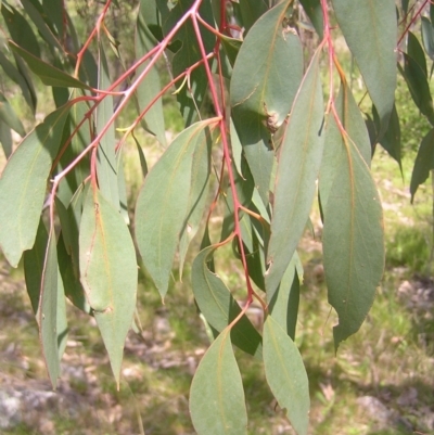 Eucalyptus dives (Broad-leaved Peppermint) at Urambi Hills - 16 Oct 2022 by MatthewFrawley