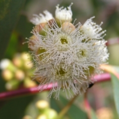 Eucalyptus dives at Kambah, ACT - 16 Oct 2022