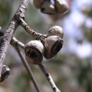 Eucalyptus dives at Kambah, ACT - 16 Oct 2022