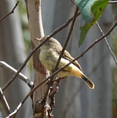 Acanthiza reguloides (Buff-rumped Thornbill) at Stromlo, ACT - 16 Oct 2022 by RobG1