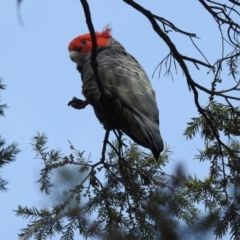 Callocephalon fimbriatum (Gang-gang Cockatoo) at Acton, ACT - 11 Oct 2022 by HelenCross