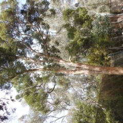 Callocephalon fimbriatum at Acton, ACT - suppressed