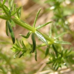 Asperula conferta at Kambah, ACT - 16 Oct 2022 01:53 PM