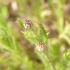 Leptorhynchos squamatus (Scaly Buttons) at Urambi Hills - 16 Oct 2022 by MatthewFrawley