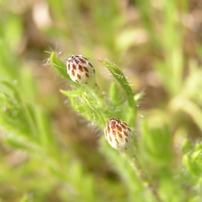 Leptorhynchos squamatus (Scaly Buttons) at Kambah, ACT - 16 Oct 2022 by MatthewFrawley