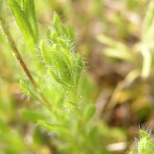 Leptorhynchos squamatus at Kambah, ACT - 16 Oct 2022