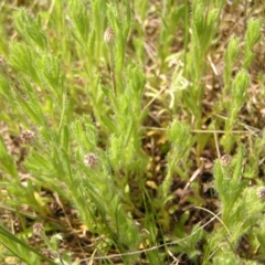 Leptorhynchos squamatus at Kambah, ACT - 16 Oct 2022