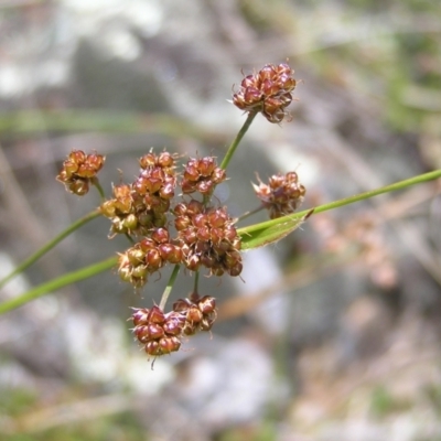 Luzula densiflora (Dense Wood-rush) at Kambah, ACT - 16 Oct 2022 by MatthewFrawley