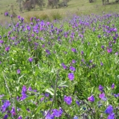 Echium plantagineum (Paterson's Curse) at Kambah, ACT - 16 Oct 2022 by MatthewFrawley