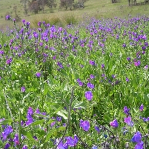 Echium plantagineum at Kambah, ACT - 16 Oct 2022 02:02 PM