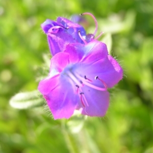 Echium plantagineum at Kambah, ACT - 16 Oct 2022 02:02 PM