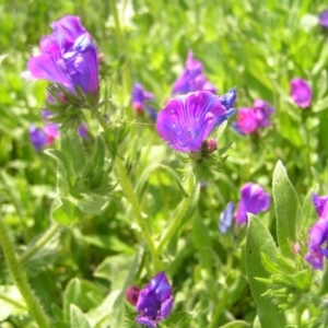 Echium plantagineum at Kambah, ACT - 16 Oct 2022 02:02 PM