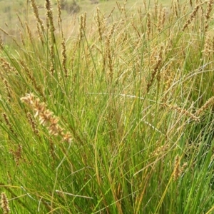 Carex appressa at Kambah, ACT - 16 Oct 2022