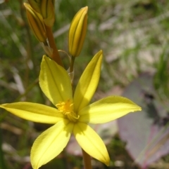 Bulbine bulbosa (Golden Lily) at Kambah, ACT - 16 Oct 2022 by MatthewFrawley
