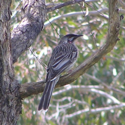 Anthochaera carunculata (Red Wattlebird) at Urambi Hills - 16 Oct 2022 by MatthewFrawley