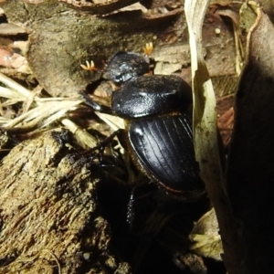 Onthophagus declivis at suppressed - 12 Oct 2022