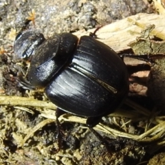 Onthophagus declivis at suppressed - 12 Oct 2022