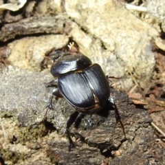 Onthophagus declivis at suppressed - 12 Oct 2022