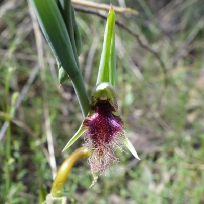 Calochilus platychilus (Purple Beard Orchid) at Stromlo, ACT - 16 Oct 2022 by RobG1