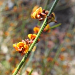 Daviesia leptophylla at Curraweela, NSW - 16 Oct 2022 09:56 AM