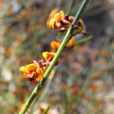 Daviesia leptophylla (Slender Bitter Pea) at Curraweela, NSW - 16 Oct 2022 by HelenCross