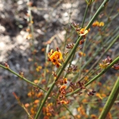 Daviesia leptophylla at Curraweela, NSW - 16 Oct 2022