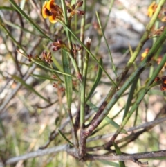 Daviesia leptophylla at Curraweela, NSW - 16 Oct 2022 09:56 AM