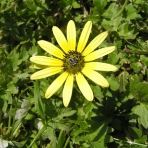 Arctotheca calendula at Kambah, ACT - 16 Oct 2022 02:20 PM