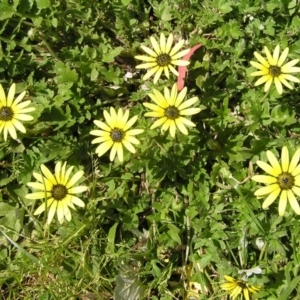 Arctotheca calendula at Kambah, ACT - 16 Oct 2022 02:20 PM