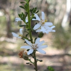 Olearia microphylla (Olearia) at Curraweela, NSW - 16 Oct 2022 by HelenCross