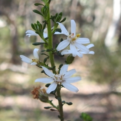 Olearia microphylla (Olearia) at Curraweela, NSW - 16 Oct 2022 by HelenCross