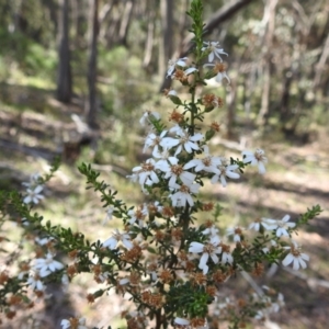 Olearia microphylla at Curraweela, NSW - 16 Oct 2022 09:46 AM