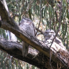 Podargus strigoides (Tawny Frogmouth) at Kambah, ACT - 16 Oct 2022 by MatthewFrawley