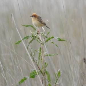 Cisticola exilis at Lake George, NSW - 16 Oct 2022 12:26 PM