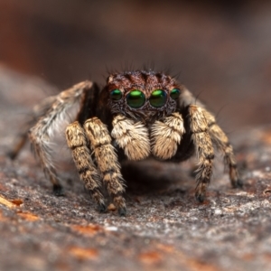 Maratus vespertilio at Hackett, ACT - 16 Oct 2022