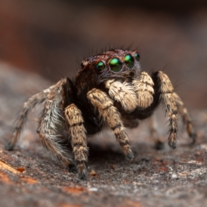 Maratus vespertilio at Hackett, ACT - 16 Oct 2022