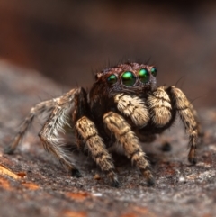 Maratus vespertilio at Hackett, ACT - suppressed