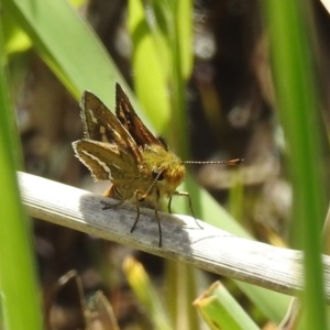 Taractrocera papyria at Kambah, ACT - 16 Oct 2022