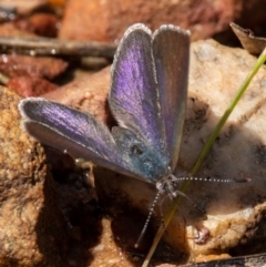 Erina (genus) (A dusky blue butterfly) at Aranda Bushland - 16 Oct 2022 by Boagshoags