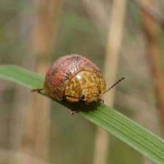 Paropsis obsoleta (Leaf beetle) at Stromlo, ACT - 16 Oct 2022 by RobG1