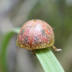 Paropsis obsoleta at Stromlo, ACT - 16 Oct 2022