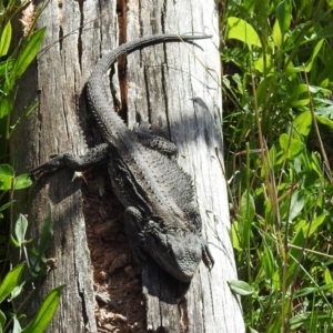 Pogona barbata at Kambah, ACT - 16 Oct 2022