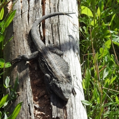 Pogona barbata (Eastern Bearded Dragon) at Mount Taylor - 16 Oct 2022 by HelenCross