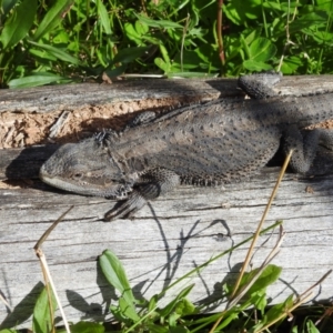 Pogona barbata at Kambah, ACT - 16 Oct 2022