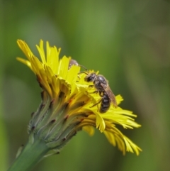 Lasioglossum (Chilalictus) lanarium (Halictid bee) at Murrumbateman, NSW - 16 Oct 2022 by amiessmacro