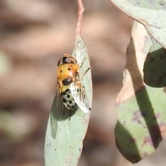 Austalis pulchella (Hover fly) at Kambah, ACT - 16 Oct 2022 by HelenCross